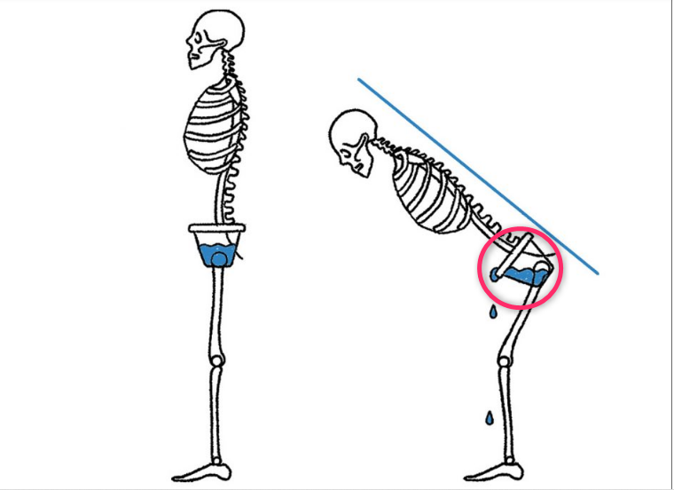 ヒップヒンジ（股関節を軸にした骨盤前傾）の動きを示す骨格イラスト